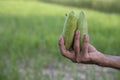 Hand-holding raw green pointed gourd with a Shallow depth of field. selective Focus Royalty Free Stock Photo