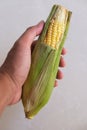 Hand holding raw sweet corn. Isolated on white Royalty Free Stock Photo