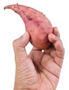 Hand Holding Raw Sweet Potato on White Background Royalty Free Stock Photo