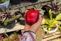 Hand holding red apple ready to eat with blurred background in the backyard Royalty Free Stock Photo