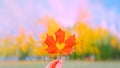 Hand holding red autumn heart shape maple dry leaf closeup. beauty in park. Nature change mood. Gold tree yellow orange Royalty Free Stock Photo