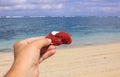 Hand holding red coral, ocean in background