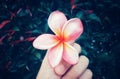 Hand Holding Red Frangipani Flower in Front of Lush Leaves Royalty Free Stock Photo