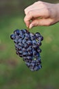 Hand holding red grape cluster Royalty Free Stock Photo