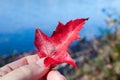Hand Holding Red Leaf by Blue Water Royalty Free Stock Photo