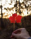 Hand holding red maple leaf on autumn sunny background. Royalty Free Stock Photo