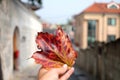 Hand holding red maple leaf in front of street view in Seoul, Korea.