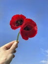 Hand holding red poppy flowers against blue sky Royalty Free Stock Photo