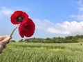 Hand holding red poppy flowers against blue sky Royalty Free Stock Photo