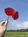 Hand holding red poppy flowers against blue sky Royalty Free Stock Photo