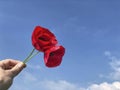 Hand holding red poppy flowers against blue sky Royalty Free Stock Photo