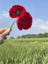 Hand holding red poppy flowers against blue sky Royalty Free Stock Photo