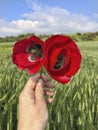 Hand holding red poppy flowers against sky and field Royalty Free Stock Photo