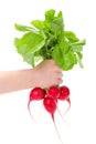 Hand holding red radish bunch Royalty Free Stock Photo