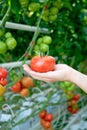 Hand Holding Red Ripe Tomato Grown in Greenhouse