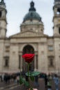 Hand holding red rose in front of basilica Royalty Free Stock Photo