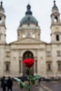 Hand holding red rose in front of basilica Royalty Free Stock Photo