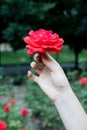 Hand holding a red rose head