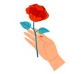 Hand holding a red rose with two leaves on a white background. Simple elegant gesture of giving a flower love symbol Royalty Free Stock Photo