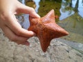 Hand holding red star fish Royalty Free Stock Photo