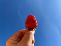 Hand holding red strawberry in front of light blue sky and white cloudy with sunshine of sunset. Royalty Free Stock Photo