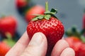 Hand holding red strawberry fruit dark background Royalty Free Stock Photo