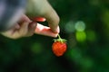 Hand holding red strawberry fruit dark green background..The strawberry in woman& x27;s hand. Hanging strawberry. Organic