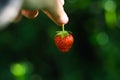 .Hand holding red strawberry fruit dark green background. The strawberry in woman& x27;s hand. Hanging strawberry. Organic