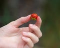 Hand holding a red strawberry Royalty Free Stock Photo