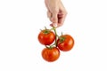 Hand holding a red tomato vegetable , isolated on white background Royalty Free Stock Photo