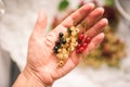 Hand holding red, white and black currant berries Royalty Free Stock Photo