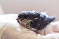 Hand holding a rescued baby swallow