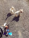 Hand holding retractable leashes with two cute west highland white terrier westie dogs with copy space