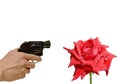 Hand holding revolver gun pointing to red rose with drop of water on white background Royalty Free Stock Photo