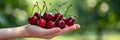 Hand holding ripe cherries on blurred background, cherry selection with copy space