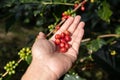 Hand holding ripe coffee bean,Worker harvest Arabica Coffee Bean from coffee Tree Royalty Free Stock Photo
