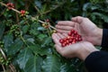 Hand holding ripe coffee bean,Worker harvest Arabica Coffee Bean from coffee Tree Royalty Free Stock Photo