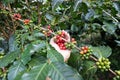 Hand holding ripe coffee bean,Worker harvest Arabica Coffee Bean from coffee Tree Royalty Free Stock Photo