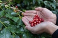 Hand holding ripe coffee bean,Worker harvest Arabica Coffee Bean from coffee Tree Royalty Free Stock Photo