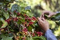 Hand holding ripe coffee bean,Worker harvest Arabica Coffee Bean from coffee Tree Royalty Free Stock Photo