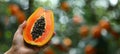 Hand holding ripe papaya, selection of papayas on blurred background with copy space