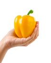 Hand holding ripe yellow bell pepper Royalty Free Stock Photo