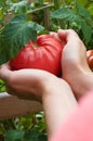 Hand Holding RipeTomatoe