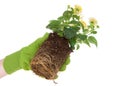 Hand holding root bound potted flower isolated Royalty Free Stock Photo