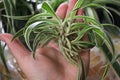 A hand holding a rooting spider plant runner