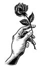 Hand holding a rose flower