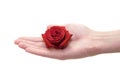 Hand holding rosebud