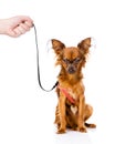 Hand holding a Russian toy terrier puppy on a leash.