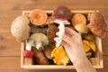 Hand holding russule over box of edible mushrooms