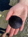 A hand holding a sand dollar found in the gulf islands Royalty Free Stock Photo